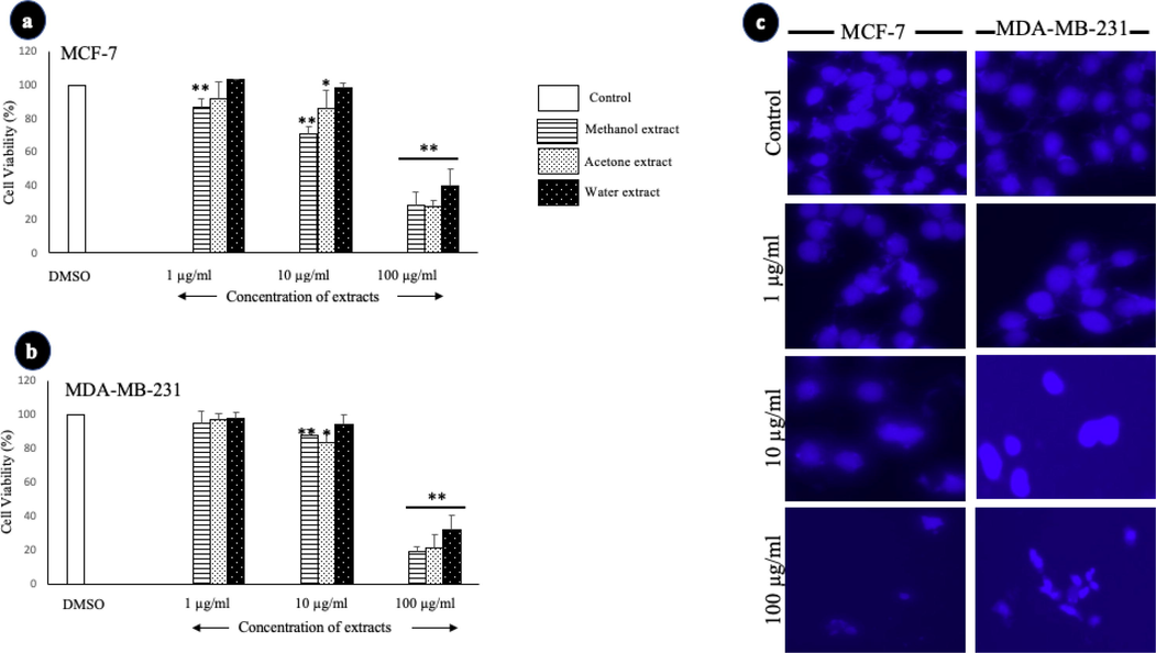 The effect of A. squamosa extracts on the proliferation of breast cancer cell lines as determined by MTT and nuclear staining assays. The cell viability of MCF-7 cells (a) and MDA-MB-231 cells (b) in the MTT assay (n = 5). (c) Photomicrographs of breast cell lines treated with three different concentrations of methanolic extract of A. squamosa leaves. The control cells were treated with DMSO (*p < 0.05, **p < 0.005).