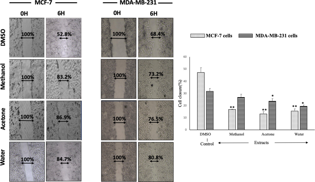 The migration of breast cancer cell lines (MCF-7 and MDA-MB-231) after treatment with different A. squamosa extracts. A scratch was made on each monolayer, the culture medium was refreshed, and 50 µg/mL of extract was added. The cultures were maintained under the appropriate conditions, observed, and photographed at 0 and 24 h (n = 3, *p < 0.05, and **p < 0.005).