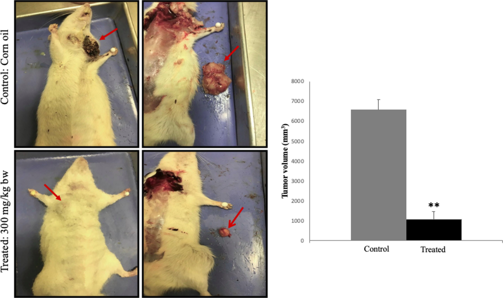 Test of A. squamosa extract treatment on size of breast tumor induced by DMBA. (a) Injecting A. squamosa aqueous extract (300 mg/kg body weight) into the breast cancer model inhibited the tumor growth when compared with the control group. (b) Tumor size was measured with a caliper and calculated using the formula: (Length × Width2)/2, (n = 3, *p < 0.05, and **p < 0.005).