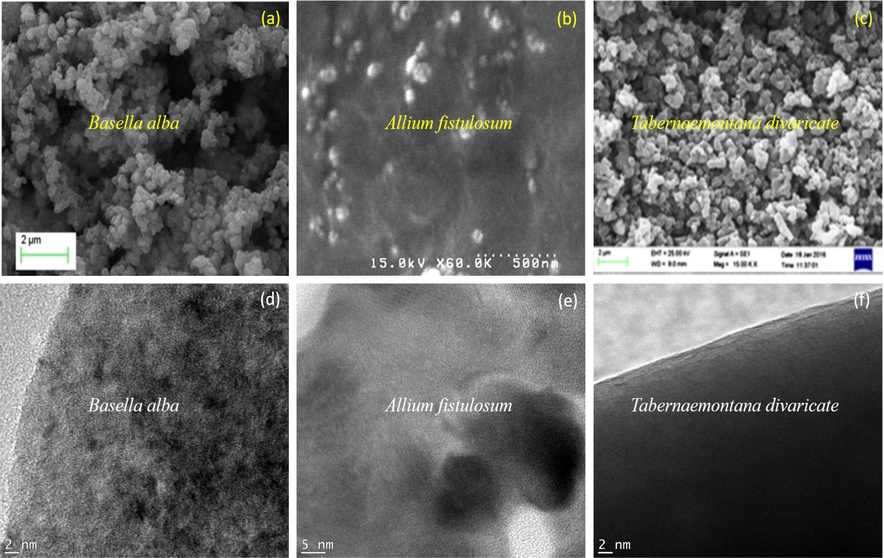 SEM and TEM image of synthesized Pd nanoparticles.