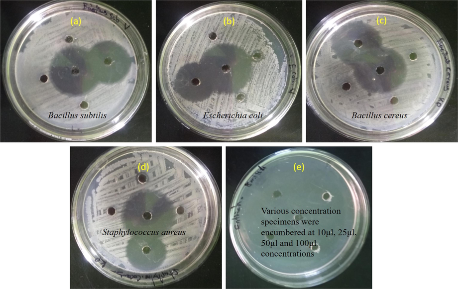 Zone of inhibiton of various bacterias (a) Bacillus subtilis (b) Escherichia coli (c) Bacillus cereus (d) Staphylococcus aureus (e) various concentration specimens were encumbered at 10 μl, 25 μl, 50 μl and 100 μl concentrations.