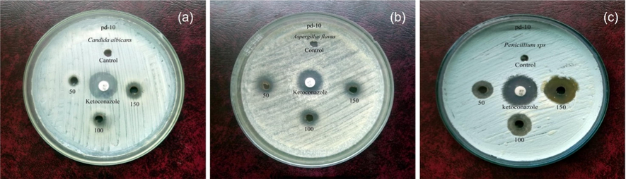 Zone of inhibiton of various fungi (a) Candida albicans (b) Aspergillus flavus (c) Penicillium sps.