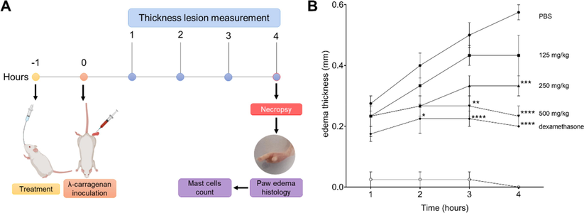 Paw edema thickness of BALB/c mice inoculated with of λ-carrageenan and treated with Talaromyces purpurogenus. (A) Overview of in vivo study design. (B) Lesion kinetic of animals inoculated in footpad with 25 μL of λ-carrageenan 1 % and treated with 100 μL culture broth ethyl acetate extract (CBEAE) of T. purpurogenus at 125, 250 or 500 mg/kg by gavage or with dexamethasone at 5 mg/kg via the intramuscular route. The data represent an experiment carried out in quintuplicate. * p < 0.05, ** p < 0.01, *** p < 0.001, **** p < 0.0001, when compared with PBS group by analysis of variance (two-way ANOVA) and Bonferroni’s multiple comparisons tests.