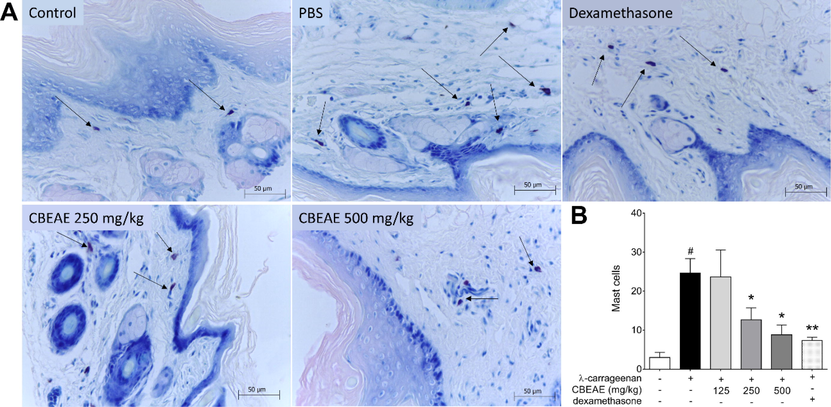 Mast cells of BALB/c mice footpad inoculated with λ-carrageenan 1 % and treated with culture broth ethyl acetate extract (CBEAE) of Talaromyces purpurogenus. (A) Histology of mast cells (arrows) and (B) mast cells counting. Animals were treated with 100 μL of CBEAE at 125, 250 or 500 mg/kg by gavage or with dexamethasone at 5 mg/kg via the intramuscular route. Data represent the mean ± standard error of mean of experiment carried out at least in triplicate. #p < 0.01 compared with the group without stimulation or treatment; *p < 0.05, **p < 0.01 when compared with the λ-carrageenan-stimulated and untreated group after Kruskal-Wallis and Dunn’s multiple comparisons tests. Toluidine blue 1%. 40X magnification.