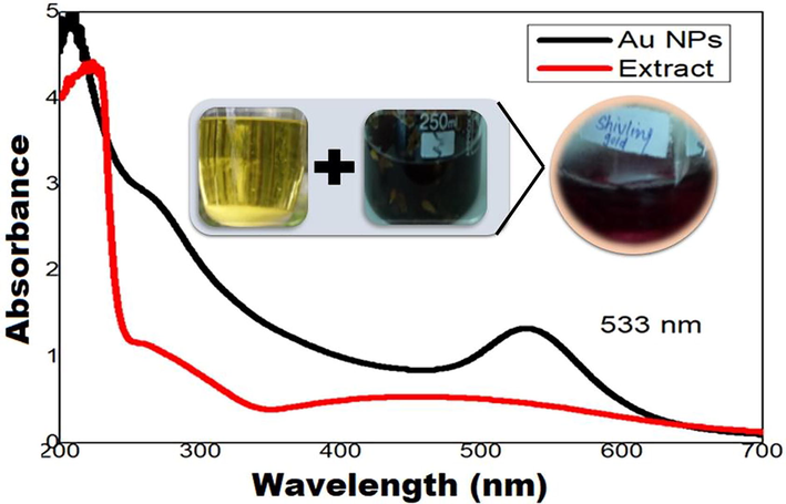 UV–visible spectra of synthesized AuNPs and B. Laciniosa seed extract.