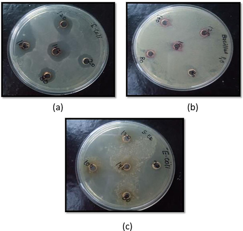 Antimicrobial activity of AuNPs against (a) E. coli (b) B. subtilis bacteria (c) control of B. laciniosa extract.