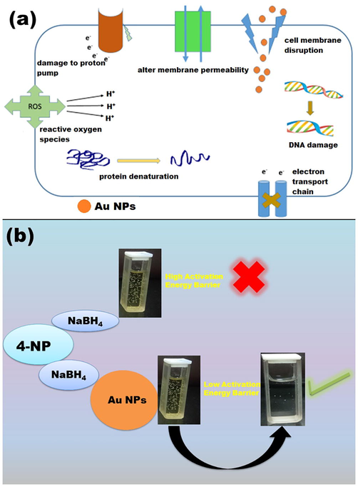 Schematic representation of mechanism of catalytic reduction and antimicrobial study.