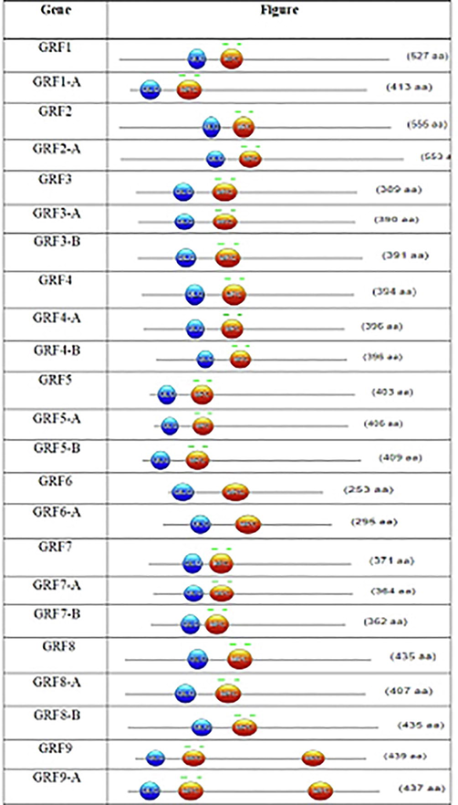 Schematic diagram of the conserved QLQ and WRC domains of all members of GRF gene family.