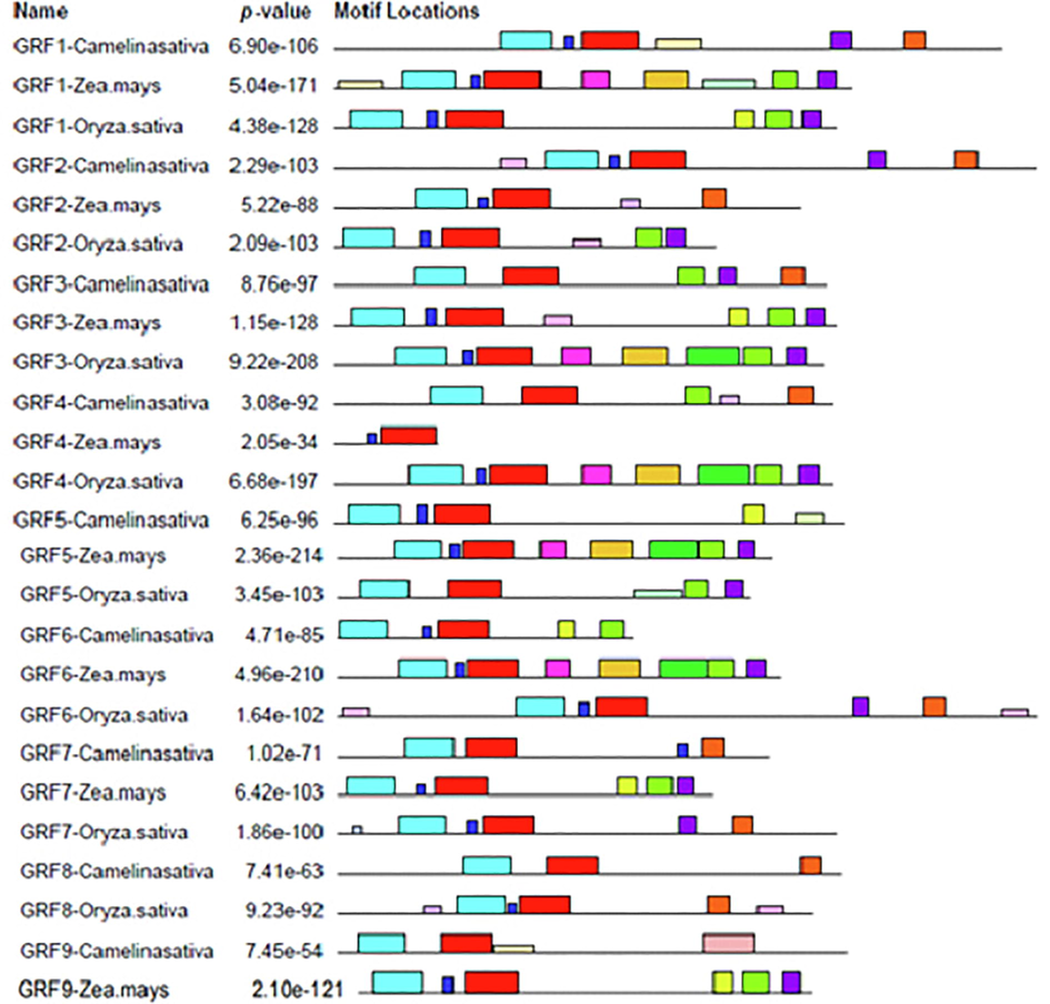 Motifs of GRF Genes: Motifs are indicated with conserved regions of amino acid and their different colors code their range.