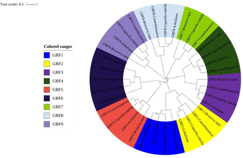 Phylogenetic tree analysis of GRFs from Camelina sativa with other species. The various colors represent the different GRF genes.