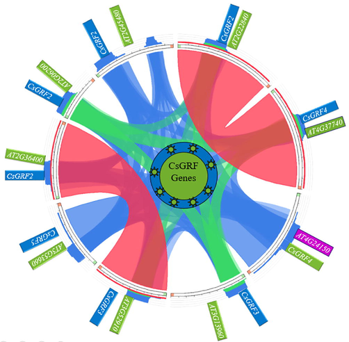 The synteny relationship among all the 9 genes of the GRF family generated using Circoletto. The variation of colors represent the extent of similarity and homology among the genes of Camelina sativa. The red color represents the maximum matching portion among the GRF family of Arabidopsis thaliana with Camelina sativa GRF genes.