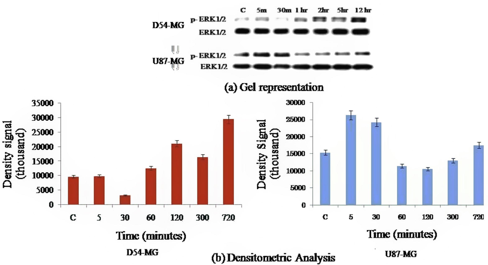 (a) Cells stimulated by TFLLR and ERK ½ phosphorylation were tested for Western blot. (b) ERK ½ time interval activated by TFLLR (30 µM). Densitometric analysis results are defined as ± S.E.M. D54-MG cells showed continuous ERK ½ activity for >12 h while in U87 ERK ½ cells appeared to appear for only ½ hour.