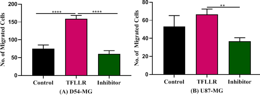 Represents the effect of agonist and antagonist of protease receptor in migration of cells. The increase in migration of D54 cells by TFLLR was inhibited by protease inhibitor SCH79797 (3 µM). Number of migrated cells were decreased a concentration increased (n:5). (A) SCH79797 in the presence of TFLLR on the migration of cells D54 (B) SCH79797 in the presence of TFLLR on the migration of cells U87.