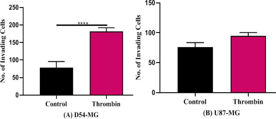 Represents the EC50 of thrombin in D54 (A) and U87 (B) cell-line. D54 cells show increase at reduced concentrations of thrombin (0.1 U/ml) but U87 shows activation only at enhanced concentrations (1 U/ml) (n:5).