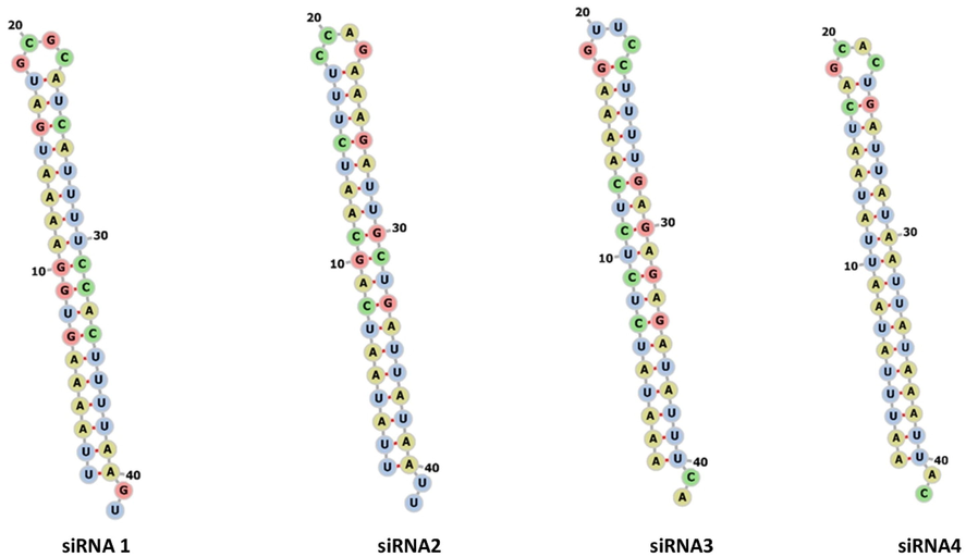 The possible folding and secondary structure prediction of Insilico predicted siRNAs molecules computed using with the online web server (1–4).