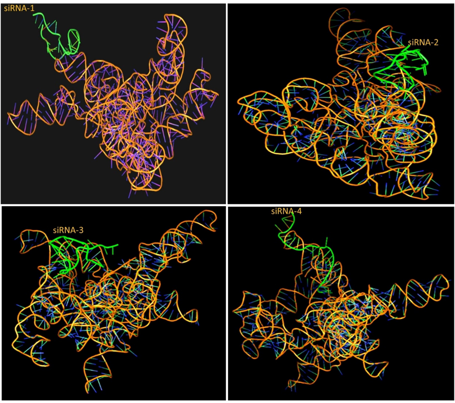 Molecular docking of predicted siRNAs (1–4-green) with SARS-CoV-2-RBD-S target gene and 3D interaction diagram of different docked complex with the target.