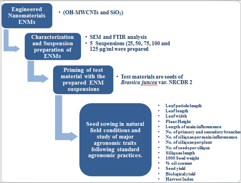 Overview of the present study on Brassica juncea raised from seeds primed with OH-MWCNTs and SiO2 Nanoparticles.