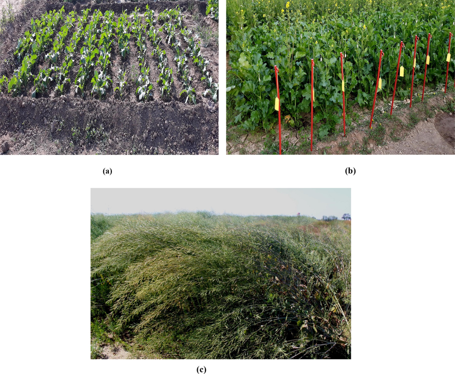 Standing mustard crop in field experiment representing different growth stages (a) Vegetative (b) Flowering (c) Pod Formation. Each row represents particular concentration treatment of each nanoparticle.