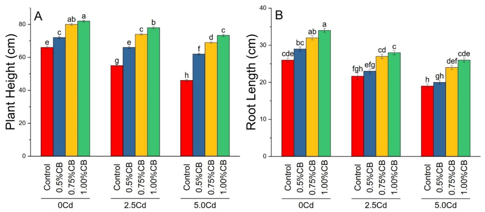 Variable rates of composted biochar impacts on maize plant height (A) and root length (B) under different levels of Cd. Means are average of 3 replicates compared with Tukey’s test. Columns with similar letters are not significantly different Number of leaves, fresh and dry leave weight.