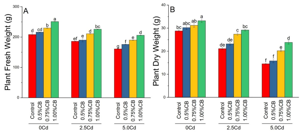 Variable rates of composted biochar impacts on maize plant fresh weight (A) and dry weight (B) under different levels of Cd. Means are average of 3 replicates compared with Tukey’s test. Columns with similar letters are not significantly different.