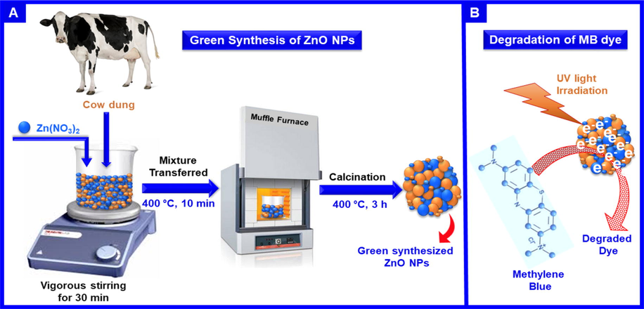 (A) Scheme illustrating the fabrication of ZnO NPs and (B) Schematic representation of the photodegradation of MB dye.