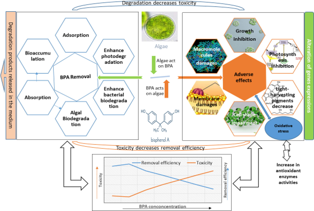 Graphical presentation of the interplay between BPA and algae. BPA adversely affects different parameters in algae while algae remove BPA from the medium in different ways. The increase in toxicity decreases degradation efficiency of algae, while degradation by algae reduces BPA concentration in the medium and hence its toxicity. The lower figure presents that increase in BPA concentrations increases BPA toxicity and decreases removal efficiency of algae. At low concentrations of BPA, slight stimulatory effects are depicted.