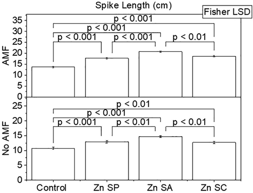 Effect of zinc seed priming, seed coating and soil application with and without AMF inoculation on rice spike length. Bars are showing means of three replicates ± SE. Different values on bars are showing p-values computed by Fisher LSD at p ≤ 0.05. Zn = zinc; SP = seed priming; SA = soil application; SC = seed coating.