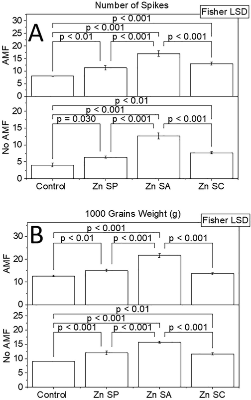 Effect of zinc seed priming, seed coating and soil application with and without AMF inoculation on rice number of spikes. Effect of zinc seed priming, seed coating and soil application with and without AMF inoculation on rice 1000 grains weight (A). Different values on bars are showing p-values computed by Fisher LSD at p ≤ 0.05. Zn = zinc; SP = seed priming; SA = soil application; SC = seed coating (B).