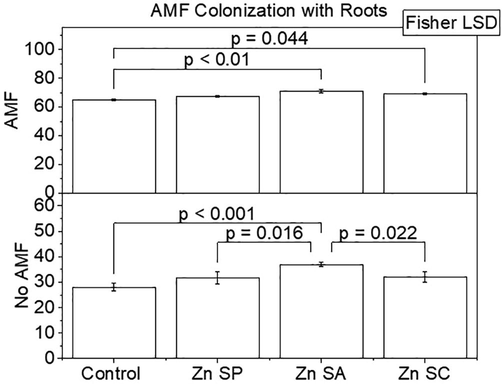 Effect of zinc seed priming, seed coating and soil application with and without AMF inoculation on AMF colonization (%) with rice roots. Bars are showing means of three replicates ± SE. Different values on bars are showing p-values computed by Fisher LSD at p ≤ 0.05. Zn = zinc; SP = seed priming; SA = soil application; SC = seed coating.