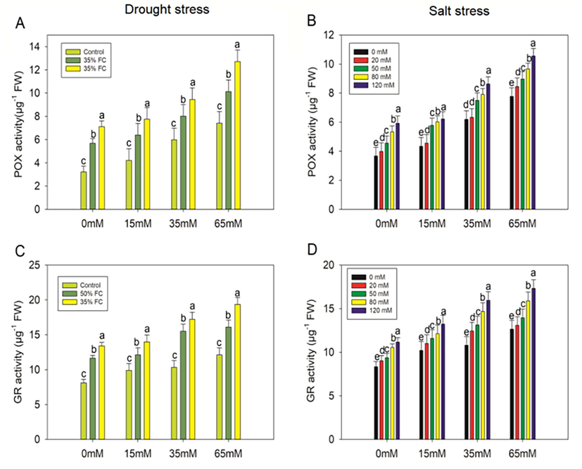 Effect ofpolysaccharide crude extract, PCE (0, 15, 35, and 65 Mm) on PDX and GR activity in the leaf of eggplant seedlings under drought and salt stress. The data displayed are the means (±SE) of three replicates, and bars of dissimilar letters differ significantly at the p = 0.05 level.