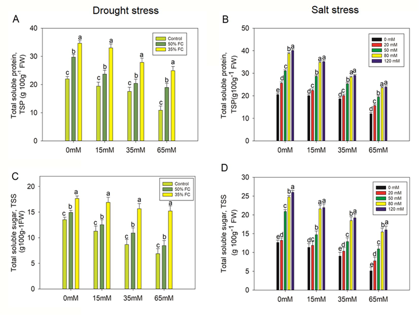 Effect of polysaccharide crude extract, PCE (0, 15, 35, and 65 Mm) on total soluble protein (TSP) and total soluble sugar (TSS) in the leaf of eggplant seedlings under drought and salt stress. The data displayed are the means (±SE) of three replicates, and bars of dissimilar letters differ significantly at the p = 0.05 level.