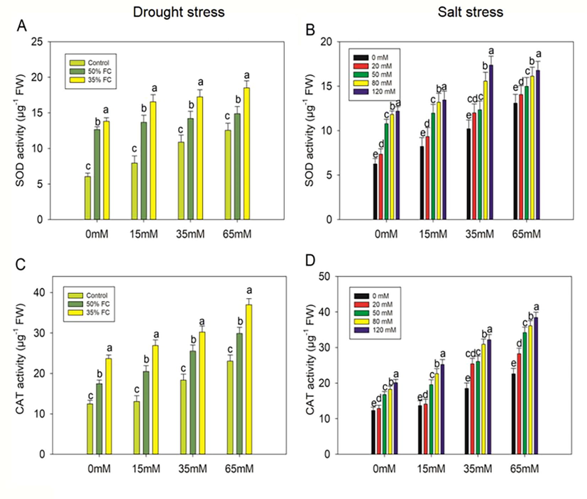 Effect of polysaccharide crude extract, PCE (0, 15, 35 and 65 Mm) on SOD and CAT activity in the leaf of eggplant seedlings under drought and salt stress. The data displayed are the means (±SE) of three replicates, and bars of dissimilar letters differ significantly at the p = 0.05 level.