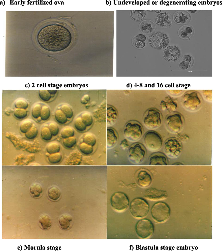 The in vitro embryo development stages of the hotfoot mutation and normal in mice.