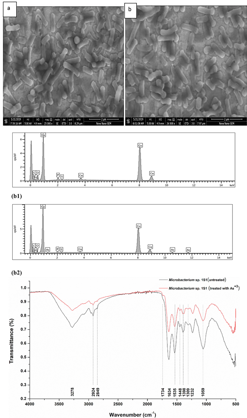 (a) SEM analysis; (a) Strain 1S1 cells in exponential growth phase without As+3 showing cocci shape morphology. (b) Strain 1S1 cells in exponential growth phase challenged with 15 mM As+3 showing no change in bacterial cells shape morphology, (b) (b1) Energy dispersive X-ray spectrum of Microbacterium sp. in exponential phase without 15 mM As+3, (b2) Energy dispersive X-ray spectrum of Microbacterium sp. in exponential phase when challenged with 15 mM As+3. (c) FTIR analysis of Microbacterium sp. strain 1S1, red line represents cells challenged with 15 mM As+3 and black line indicates control (no As+3).