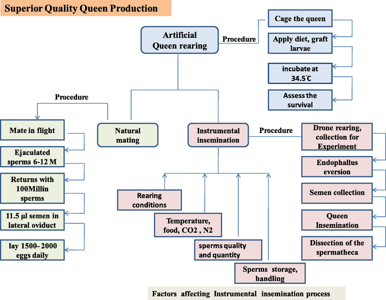 Quality queen production, natural vs artificial insemination, and factors affecting instrumental insemination.