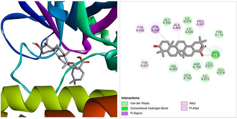 The molecular interaction of oleanolic acid derived from Ficus hispida and Ficus carica with PARP-1. The 3D and 2D images were generated by using BIOVIA Discovery Studio showing amino acid residues involved in various interactions between PARP-1 and oleanolic acid.