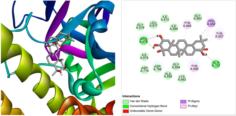 The molecular interaction of triterpenoids derived from Ficus lacor with PARP-1. The 3D and 2D images were generated by using BIOVIA Discovery Studio showing amino acid residues involved in various interactions between PARP-1 and triterpenoids.