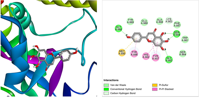 The molecular interaction of scutellarein derived from Ficus lacor with PARP-1. The 3D and 2D images were generated by using BIOVIA Discovery Studio showing amino acid residues involved in various interactions between PARP-1 and scutellarein.