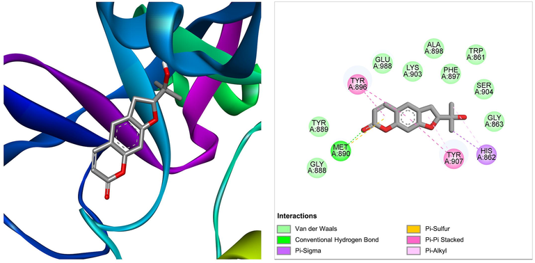 The molecular interaction of nodakenetin derived from Ficus carica with PARP-1. The 3D and 2D images were generated by using BIOVIA Discovery Studio showing amino acid residues involved in various interactions between PARP-1 and nodakenetin.