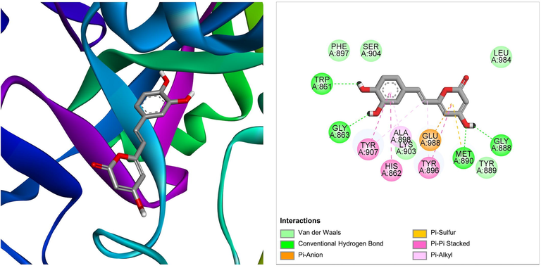 The molecular interaction of hispidin derived from Ficus hispida with PARP-1. The 3D and 2D images were generated by using BIOVIA Discovery Studio showing amino acid residues involved in various interactions between PARP-1 and hispidin.