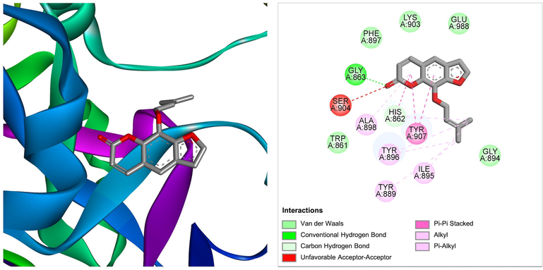 The molecular interaction of imperatorin derived from Ficus benjamina with PARP-1. The 3D and 2D images were generated by using BIOVIA Discovery Studio showing amino acid residues involved in various interactions between PARP-1 and imperatorin.