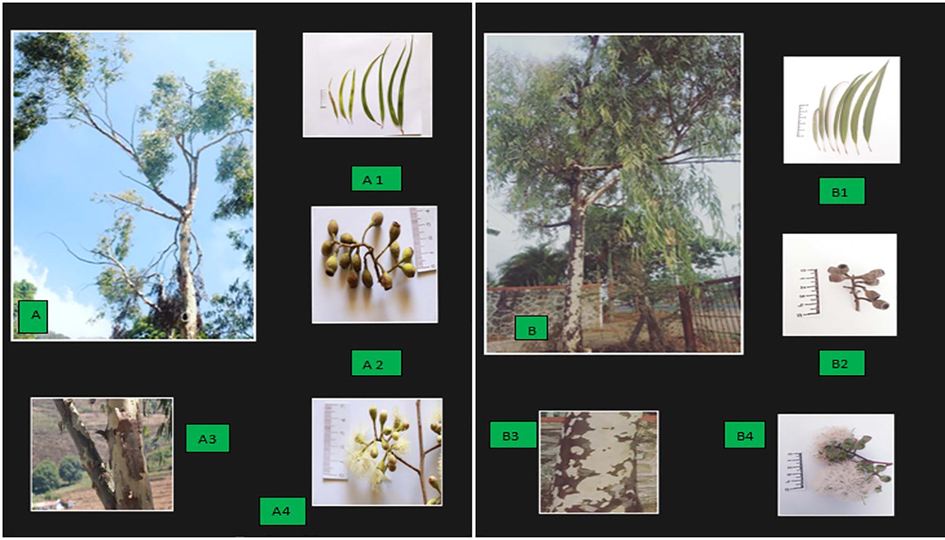 A - Corymbia citriodora (Kodaikanal). A1 - Leaves; A2 - Fruits; A3 - Bark; A4 - Flower and Buds; B - Corymbia citriodora (Nashik). B1 - Leaves; B2 - Fruits; B3 - Bark; B4 - Flower and Buds.