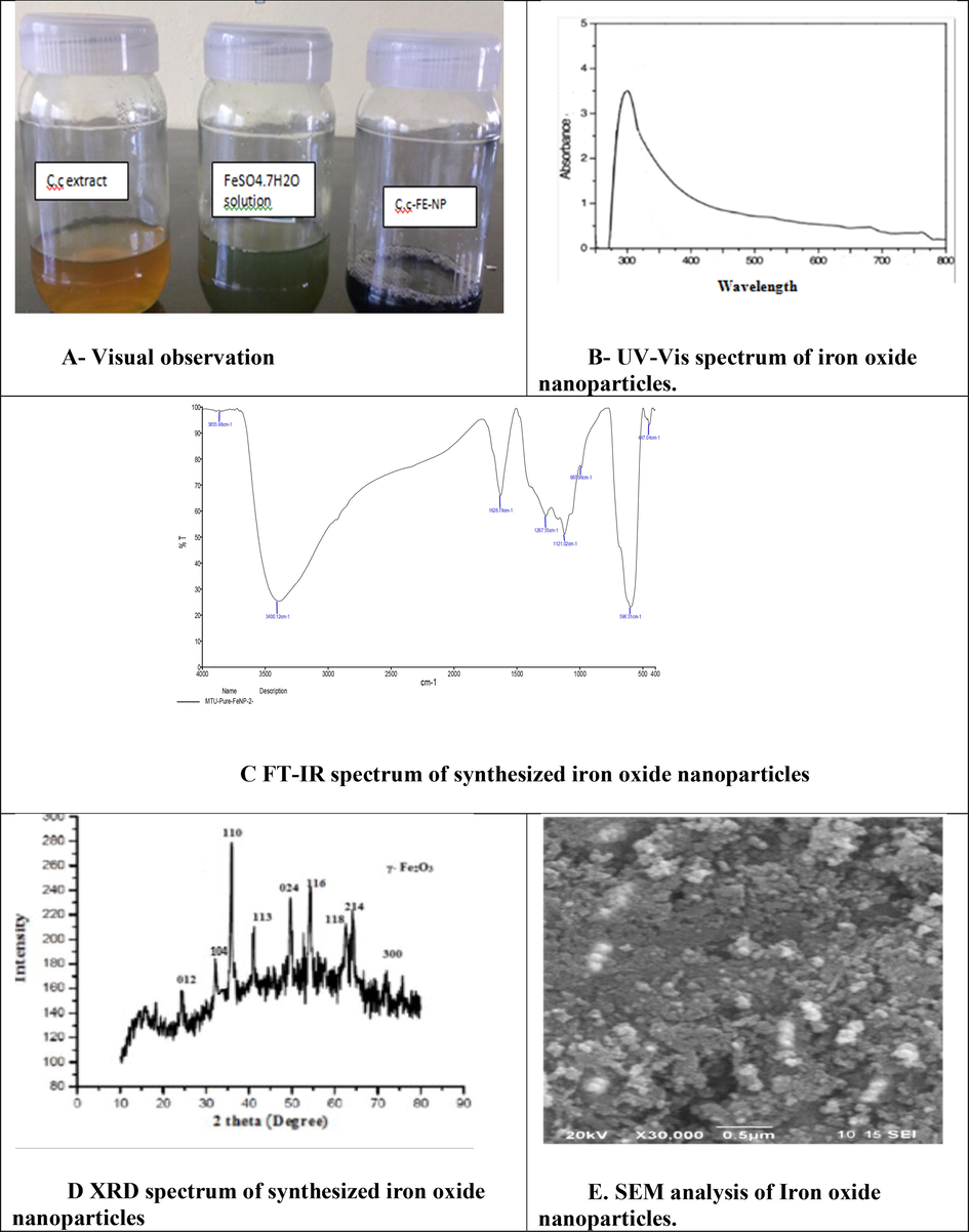 A - Visual observation; B - UV–Vis spectrum of iron oxide nanoparticles; C - FT-IR spectrum of synthesized iron oxide nanoparticles; D - XRD spectrum of synthesized iron oxide nanoparticles; E - SEM analysis of Iron oxide nanoparticles.