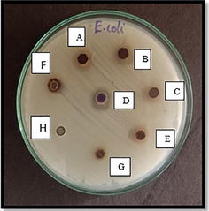 Antimicrobial Well diffusion method for E.coli (Muller Hinton Agar) in various concentrations. Well A- 100 mg/ml, B- 75 mg/ml, C- 50 mg/ml, D- 25 mg/ml, E-12.5 mg/ml, F- Propolis extract, G- Silver nitrate, H- Distilled water.