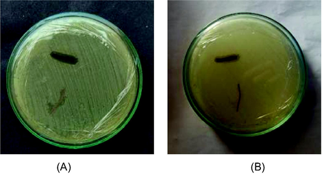 Antimicrobial activity of surgical sutures. (A)- Zone against Escherichia coli, (B). Zone against Staphylococcus aureus grown in Muller Hinton Agar.