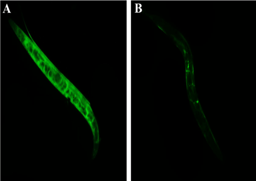 Intestinal colonization potential of L. monocytogenes (A) untreated (B) AgNPs treated.