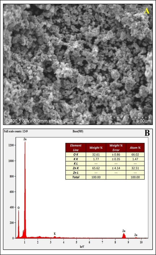 Scanning Electron Microscopic (A) and EDS (B) analysis of biosynthesized StZnO-NPs of S. trilobata.