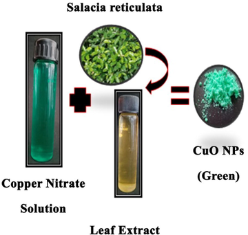 Green synthesis of CuO NPs.