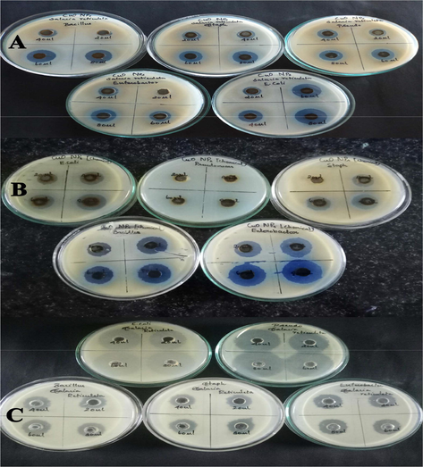 Zone of inhibition assay. (A) CuO NPs-Green. (B) CuO NPs-Chemical). (C) Leaf extract of Salacia reticulate.