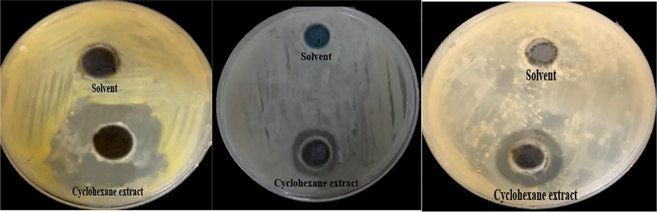 The inhibitory effect of cyclohexane extract against Streptococcus mutans, Enterobacter cloacae and Methicillin-Resistant Staphylococcus aureus respectively.